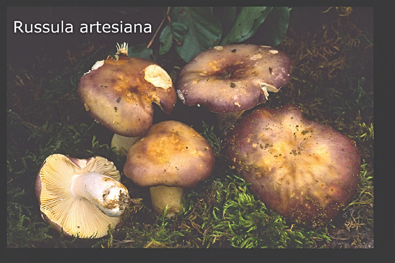 Russula artesiana-amf2141.jpg - Russula artesiana ; Syn: Russula viscida ; Nom français: Russule de l'Artois